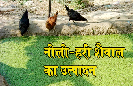 हरित खाद, नीली-हरी शैवाल उत्पादन तकनीक व उपयोग को किसानों तक पहुंचाएं