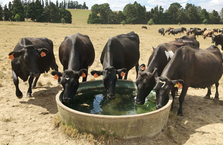 पशुओं को ’हीट स्ट्रोक’ से बचाने पशुपालन विभाग ने जारी की एडवायजरी