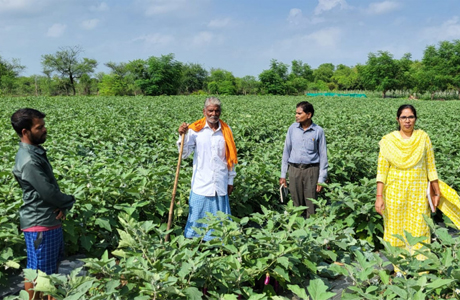 राष्ट्रीय कृषि विकास : छोटे खेत में ग्राफ्टेड बैंगन की खेती से बड़ा मुनाफा
