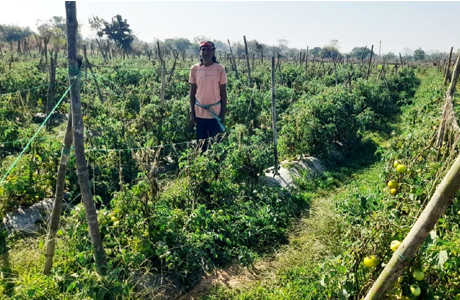 Grafted Tomato brings more profit to Dubeylal