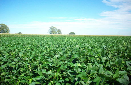 जशपुर के 600 हेक्टेयर में हरी खाद बना यूरिया का प्रभावी विकल्प