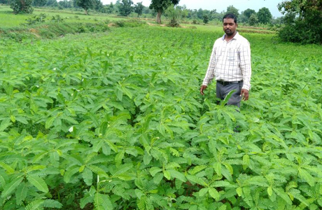 मिट्टी की खोई उर्वरता को प्राकृतिक रूप से लौटा देता है हरित खाद