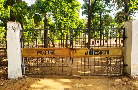 धोवाताल की 60 महिलाओं ने मिलकर रचा इतिहास, गौठान से चमकी किस्मत