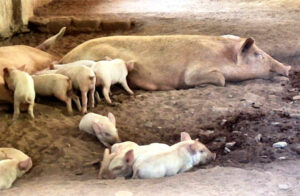 धोवाताल की 60 महिलाओं ने मिलकर रचा इतिहास, गौठान से चमकी किस्मत