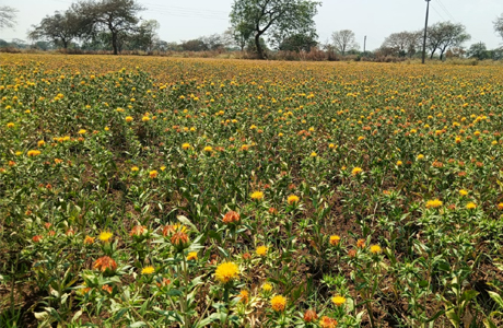 बालोद में फसल परिवर्तन, 157 हेक्टेयर में होने लगी "कुसुम" की खेती