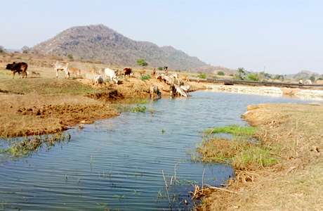 मनरेगा से पनारी नाले का जीर्णोद्धार : 1200 ग्रामीणों को पेयजल व सिंचाई का लाभ