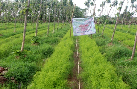 पादप बोर्ड की 11 नर्सरियों में 9 प्रकार के 2.8 करोड़ औषधीय पौधे तैयार