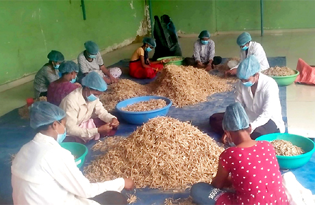 हर्रा वनौषधि प्रसंस्करण से आत्मनिर्भर बनीं महिलाएं, 1512 परिवार जुड़े