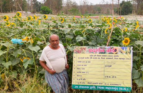 ग्रीष्मकालीन तिलहन खेती से समृद्धि की ओर अग्रसर किसान