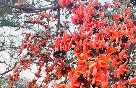 पलाश फूल से बढ़ती आजीविका और समृद्धि पलाश (टेसू या ढाक) का फूल रायपुर, 30 अप्रैल 2026 पलाश (टेसू या ढाक) का फूल पलाश (टेसू या ढाक) का फूल न केवल प्राकृतिक सुंदरता का प्रतीक है, बल्कि ग्रामीण अर्थव्यवस्था, आजीविका और स्वास्थ्य के लिए एक बहुमूल्य संसाधन है। इसके नारंगी-लाल फूलों को जंगल की आग भी कहा जाता है, जो वसंत ऋतु में ग्रामीण क्षेत्रों में समृद्धि लाते हैं। पलाश के फूल, बीज और गोंद (कमरकस) आयुर्वेद में चर्म रोग, पेट के कीड़े, डायबिटीज, और यौन स्वास्थ्य में सुधार के लिए प्रयुक्त होते हैं। इन औषधीय उत्पादों को बेचकर भी ग्रामीण अपनी आय बढ़ाते हैं। औषधीय और सांस्कृतिक फूल है पलाश पलाश फूल (ब्यूटिया मोनोस्पर्मा), जिसे टेसू, ढाक या “जंगल की आग” (फ्लेम ऑफ द फॉरेस्ट) भी कहा जाता है, भारत का एक महत्वपूर्ण औषधीय और सांस्कृतिक फूल है। बसंत ऋतु में खिलने वाले इसके आकर्षक नारंगी फूल न केवल प्राकृतिक सुंदरता बढ़ाते हैं, बल्कि औषधीय उपयोग, प्राकृतिक होली रंग और त्वचा की देखभाल में भी काम आते हैं। छत्तीसगढ़ के वन मण्डल कटघोरा में पलाश के वृक्ष बड़ी संख्या में पाए जाते हैं। पसान, केन्दई, जटगा, एतमानगर, कटघोरा, चौतमा और पाली जैसे क्षेत्रों में इसकी भरपूर उपलब्धता है। यहां के आदिवासी और वनवासी परिवारों के लिए लघु वनोपज संग्रहण आजीविका का प्रमुख साधन है। पलाश फूल का संग्रहण मुख्यत मार्च-अप्रैल माह में किया जाता है। छत्तीसगढ़ राज्य लघु वनोपज संघ, रायपुर द्वारा वर्ष 2025 में इसका संग्रहण दर 11.50 रूपए प्रति किलोग्राम निर्धारित किया गया। यह दर संग्राहकों को उनकी मेहनत का उचित मूल्य दिलाने में मददगार साबित हुई है। कटघोरा वनमण्डल में पलाश फूल का संग्रहण लगातार बढ़ रहा है वर्ष 2022-23 में 116 संग्राहकों से 402 क्विंटल, वर्ष 2023-24 में 40 संग्राहकों से 58 क्विंटल,वर्ष 2024-25 में 107 संग्राहकों से 147 क्विंटल और वर्ष 2025-26 में 20 संग्राहकों से 76 क्विंटल संग्रहण किया गया इसके साथ ही साथ पलाश के मूल्य में भी वृद्धि हुई है। वर्ष 2022-23 में 900 रुपये प्रति क्विंटल मिलने वाला पलाश वर्ष 2024-25 में बढ़कर 1150 रुपये प्रति क्विंटल हो गया। इसके बाद संघ मुख्यालय द्वारा इसे 1600 रुपये प्रति क्विंटल की दर से विक्रय किया गया, जिससे संग्राहकों को बेहतर लाभ मिला। 20 संग्राहकों को कुल 87,400 रुपए का भुगतान वन धन विकास केंद्र पसान, मोरगा, डोंगानाला, गुरसियां और मानिकपुर के माध्यम से संग्रहण कार्य को संगठित रूप दिया गया है। इन केंद्रों ने स्थानीय लोगों को प्रशिक्षण, संग्रहण और विपणन में सहयोग प्रदान किया। वर्ष 2025-26 में पलाश फूल संग्रहण करने वाले 20 संग्राहकों को कुल 87,400 रुपए का भुगतान किया गया, जिससे उनकी आर्थिक स्थिति मजबूत हुई और जीवन स्तर में सुधार आया। यह पहल शासकीय योजनाओं के प्रभावी क्रियान्वयन का एक उत्कृष्ट उदाहरण है, जिसमें लघु वनोपज के माध्यम से ग्रामीण और आदिवासी परिवारों को रोजगार और आय के अवसर मिल रहे हैं। ग्रामीण रोजगार का एक बड़ा साधन पलाश के फूल पलाश के फूल मां लक्ष्मी को अत्यंत प्रिय माना जाता है, इसलिए इन्हें पूजा-पाठ में उपयोग किया जाता है। मान्यता है कि इन्हें तिजोरी में रखने से धन-समृद्धि बढ़ती है। पलाश के पत्तों से बने पत्तल और दोने शादियों और अन्य आयोजनों में इको.फ्रेंडली विकल्प के रूप में बहुत लोकप्रिय हैं, जो ग्रामीण रोजगार का एक बड़ा साधन है। आगामी सीजन में कटघोरा वनमण्डल के सभी समितियों में व्यापक प्रचार-प्रसार कर अधिक से अधिक लोगों को पलाश फूल संग्रहण से जोड़ने का लक्ष्य रखा गया है। इससे न केवल आजीविका के अवसर बढ़ेंगे, बल्कि वन संसाधनों का सतत और समुचित उपयोग भी सुनिश्चित होगा। पलाश सिर्फ फूलों की नहीं, बल्कि आत्मनिर्भरता,आजीविका और समृद्धि की नई उड़ान की कहानी है। पलाश के फूलों से प्राकृतिक और हर्बल गुलाल, रंग पलाश के फूलों का सबसे बड़ा व्यावसायिक उपयोग होली के लिए प्राकृतिक और हर्बल गुलाल, रंग बनाने में होता है। आदिवासी और ग्रामीण महिलाएं पलाश ब्रांड के माध्यम से इन फूलों से इको-फ्रेंडली रंग तैयार कर अपनी आजीविका बढ़ा रही हैं।