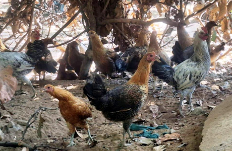 धोवाताल की 60 महिलाओं ने मिलकर रचा इतिहास, गौठान से चमकी किस्मत