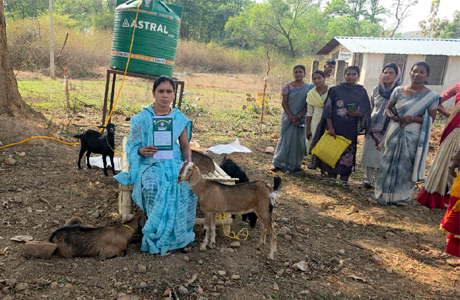 सरगुजा छेरी बैंक : 3000 जमाकर ले जाओ चार बकरियां, मेमने लौटाकर चुकारा