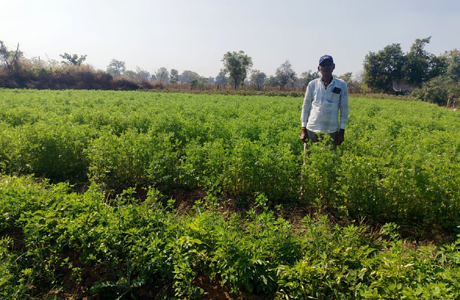 धनिया के खेतों से प्रति एकड़ 50 हजार रुपए कमा रहे पिथौरा के निरंजन