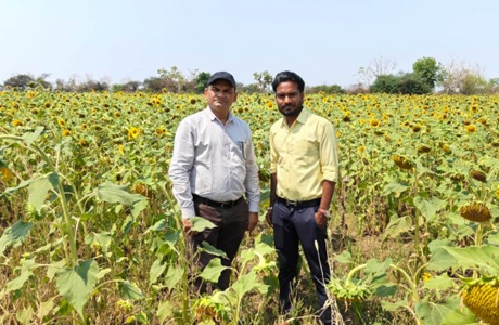 किसान ग्रीष्मकालीन धान के बदले सूरजमुखी की खेती की ओर अग्रसर