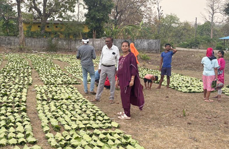 हरा सोना संग्राहकों की आय बढ़ाने बड़ा कदम, 920 करोड़ का होगा भुगतान