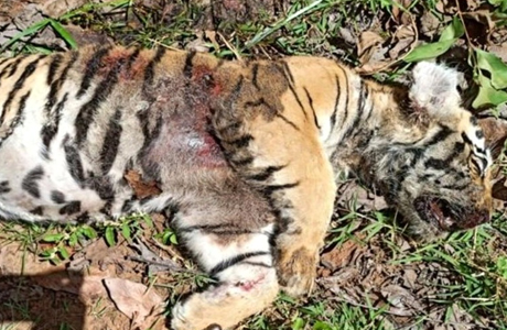 बाघिन का पंजा काटकर ले गए शिकारी, करंट लगाकर मार डाला