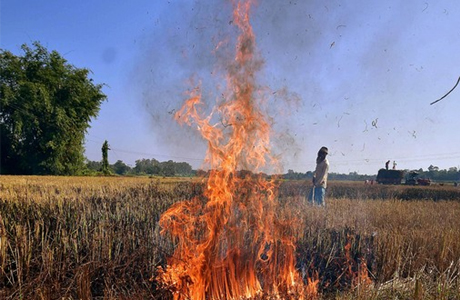 पराली जलाने से नष्ट हो जाते हैं खेतों के उपयोगी सूक्ष्म बैक्टीरिया