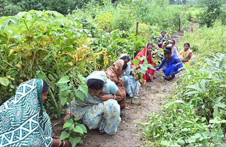 बाड़ी में औषधीय पौधों की खेती बनेगी अतिरिक्त आय का स्थायी साधन