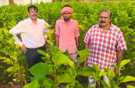 'सिल्क समग्र-2' से संवर रहा रेशन उद्योग, शहतूत की खेती से आमदनी में उछाल