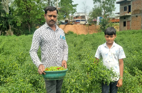 लैलूंगा निवासी डोलनारायण के जैविक मिर्च ने बाजार में मचा दी धूम