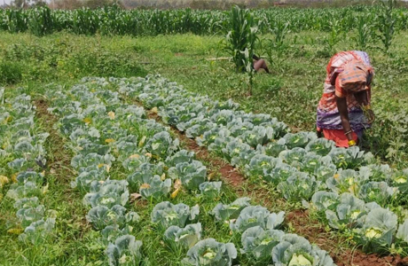 बस्तर में तकनीक और हौसले से महक रही कलचा के तुलसा की बाड़ी