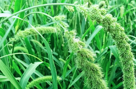 वैकल्पिक खरीफ फसल लेने वाले किसानों को मिलेंगे प्रति एकड़ 15 हजार