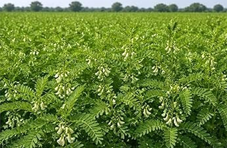 ढैंचा (सेसबेनिया) से भूमि में बढ़ाएं नाइट्रोजन की स्थिरता, मिल रहा अनुदान भी