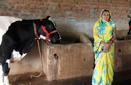 ​कृत्रिम गर्भाधान ने बदली तस्वीर, कंचनपुर की प्रेम कुमारी बनीं सफल डेयरी उद्यमी