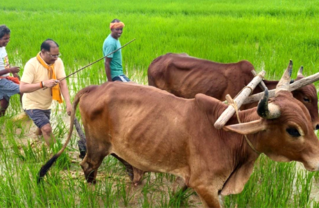 गृहग्राम बगिया में सुबह-सुबह खेत पहुंचे मुख्यमंत्री, हल चलाकर की बियासी