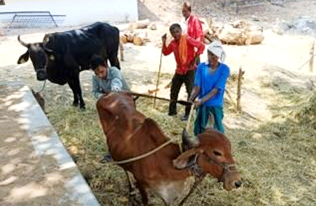 वैज्ञानिक डेयरी प्रबंधन की मिसाल बने सिलघट के 75 वर्षीय धनऊ सोनकर