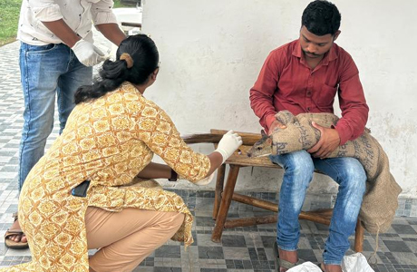 माउस डियर को मिला जीवन, उपचार के बाद प्राकृतिक आवास में सुरक्षित वापसी