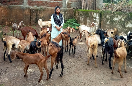 राज्य बकरी उद्यमिता योजना से आत्मनिर्भर हुआ हिना का परिवार