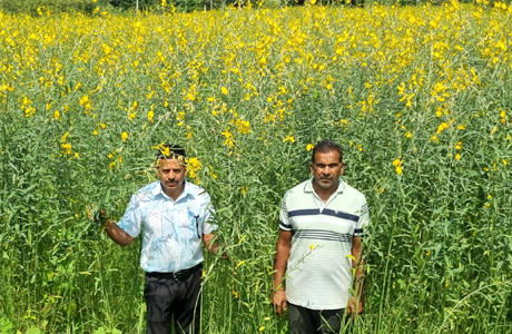 धान की जगह सन की खेती, लैलूंगा के किसानों ने बदली खेती की राह